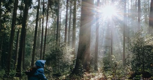 Firefly Forest School - โรงเรียนหิ่งห้อย updated their website address.